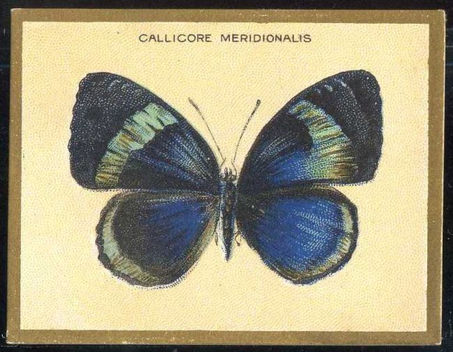 Callicore Meridionalis